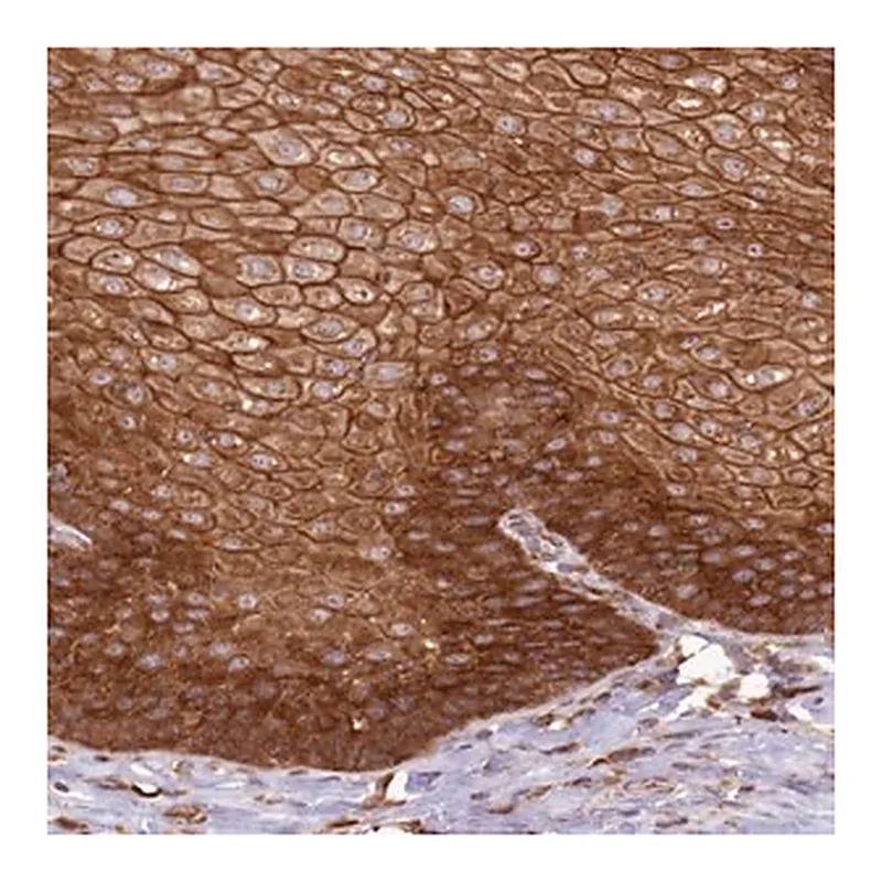 Merck Anti-AIM1 antibody produced in rabbit