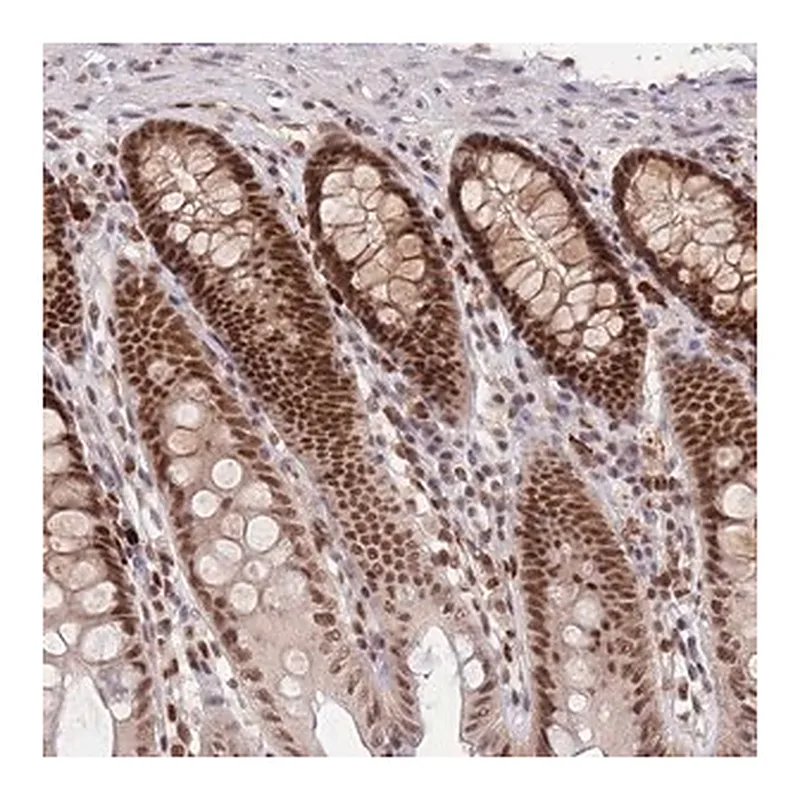 Merck Anti-SMAD9 antibody produced in rabbit