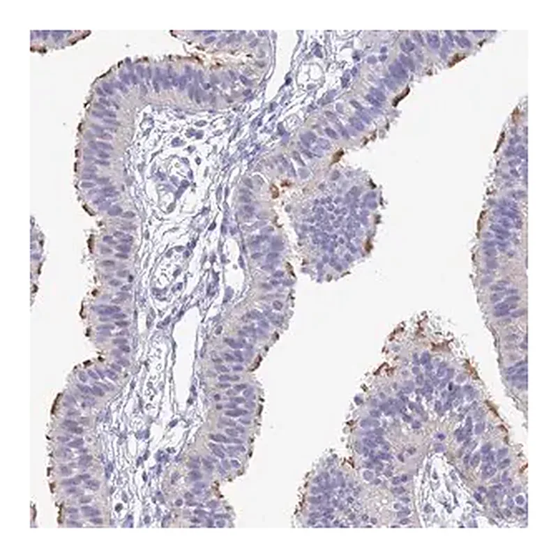 Merck Anti-DNAH14 antibody produced in rabbit