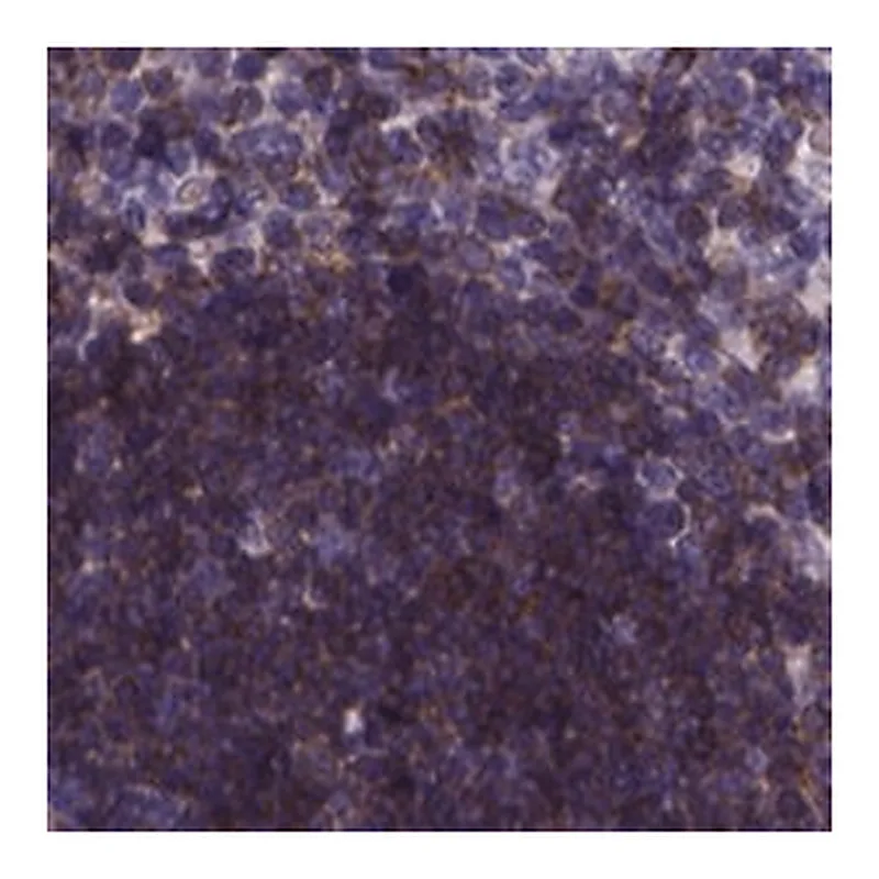 Merck Anti-THEMIS antibody produced in rabbit