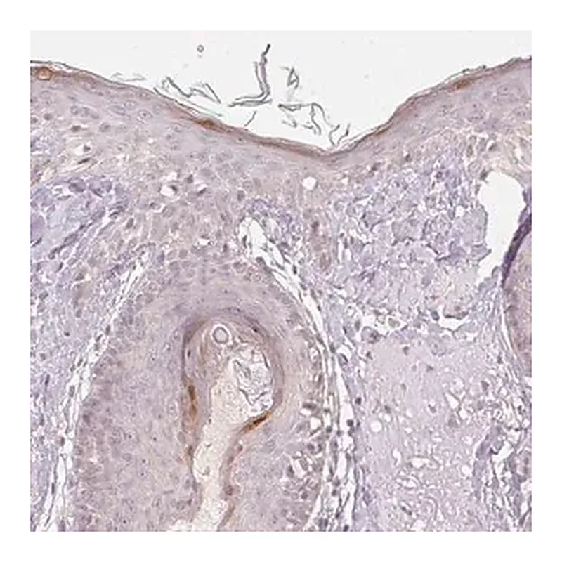 Merck Anti-KPRP antibody produced in rabbit