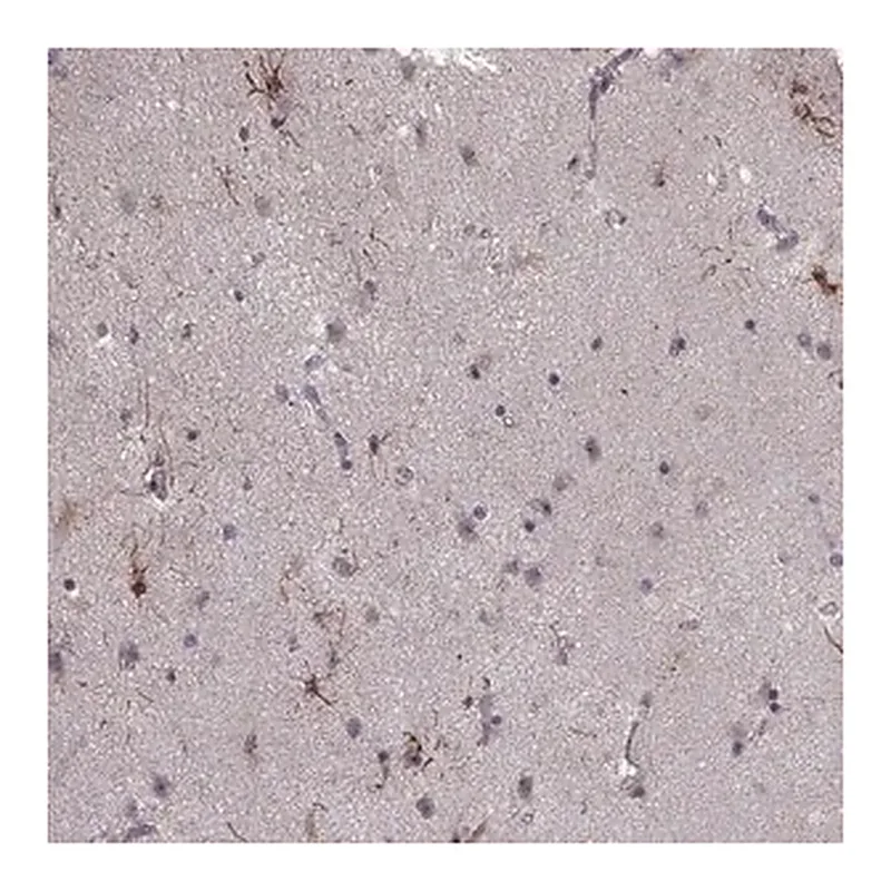 Merck Anti-NTF3 antibody produced in rabbit