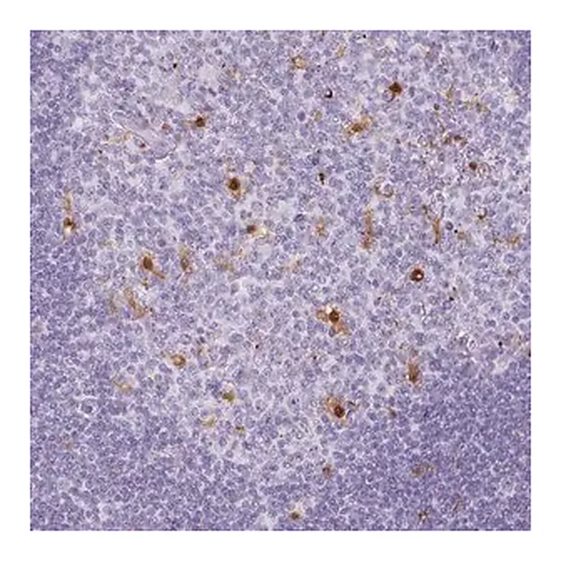 Merck Anti-TNFRSF8 antibody produced in rabbit
