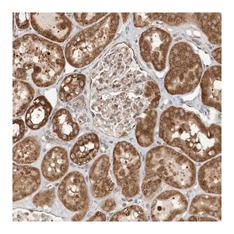 Merck Anti-CPAMD8 antibody produced in rabbit