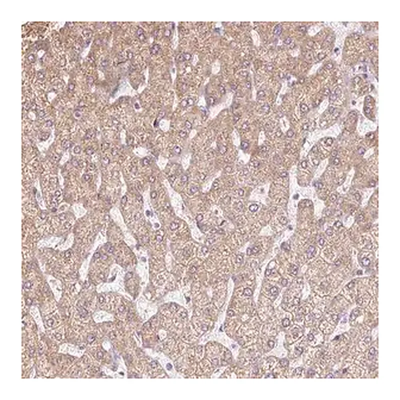 Merck Anti-ERAP2 antibody produced in rabbit