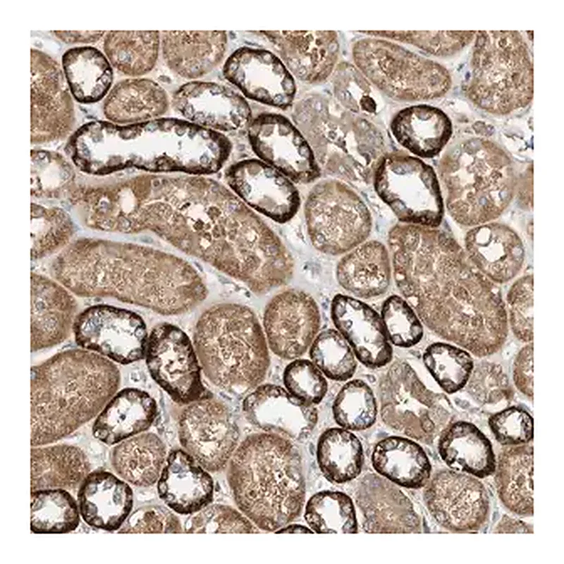 Merck Anti-CPAMD8 antibody produced in rabbit