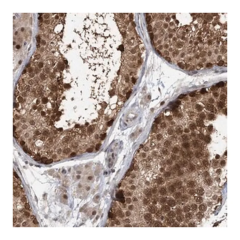Merck Anti-COPS7B antibody produced in rabbit