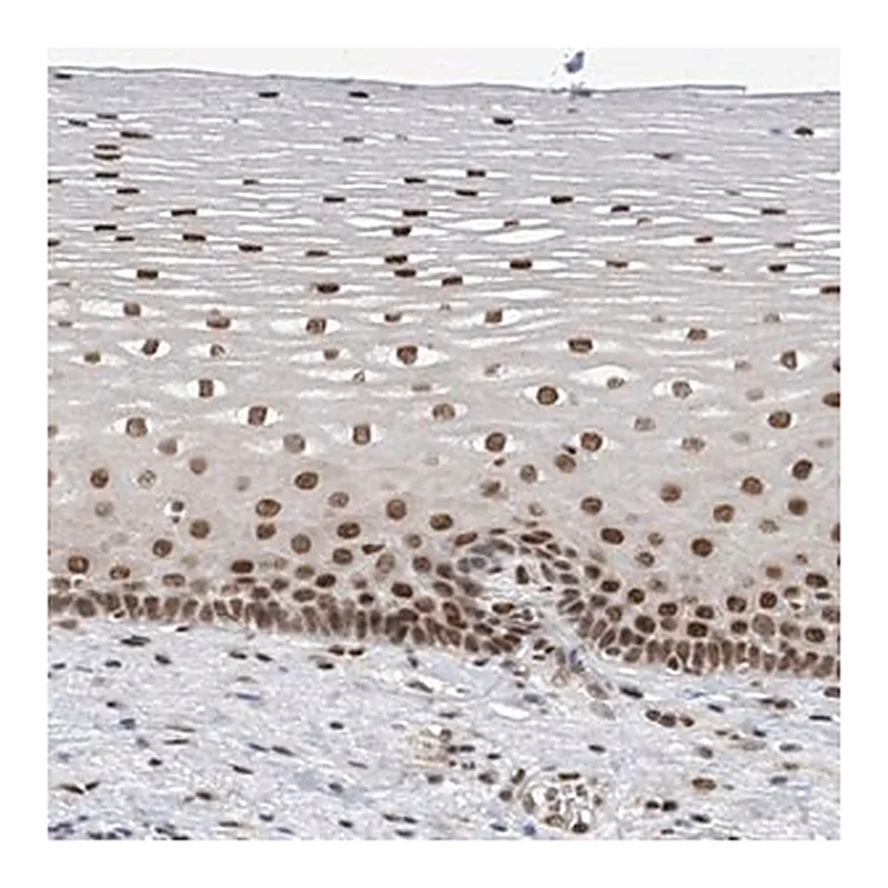 Merck Anti-APLF antibody produced in rabbit