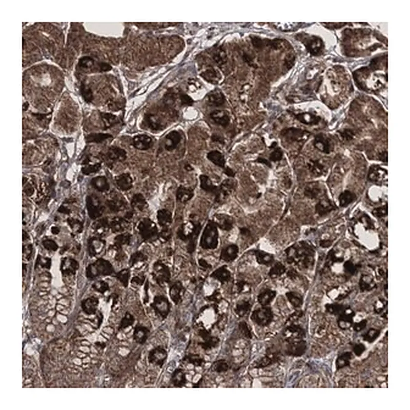 Merck Anti-SCRN3 antibody produced in rabbit
