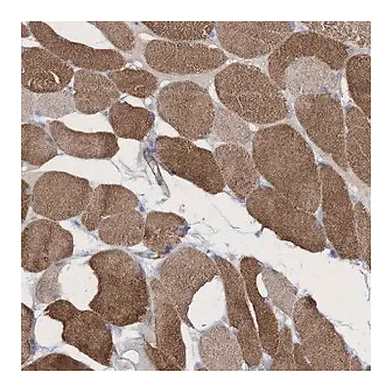 Merck Anti-RTN2 antibody produced in rabbit