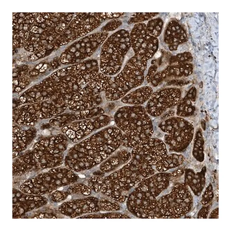 Merck Anti-LDAH antibody produced in rabbit