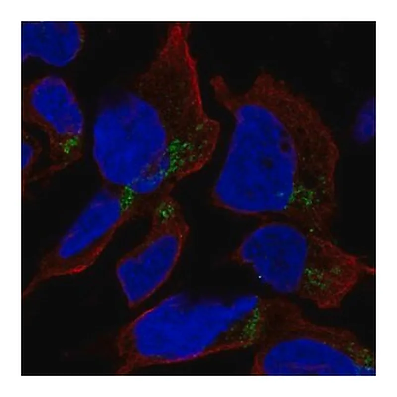 Merck Anti-HFM1 antibody produced in rabbit