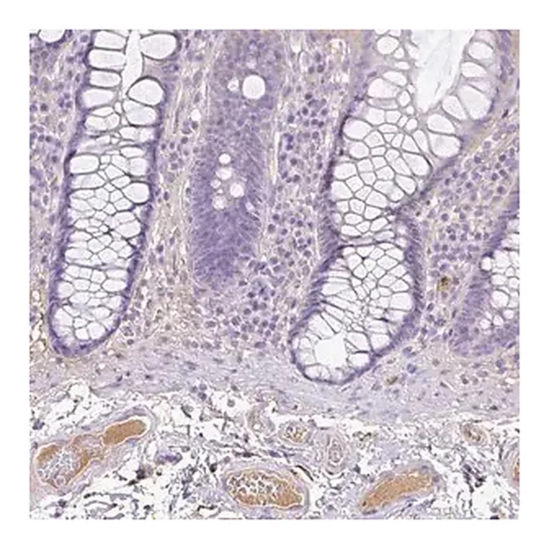 Merck Anti-CLEC3B antibody produced in rabbit