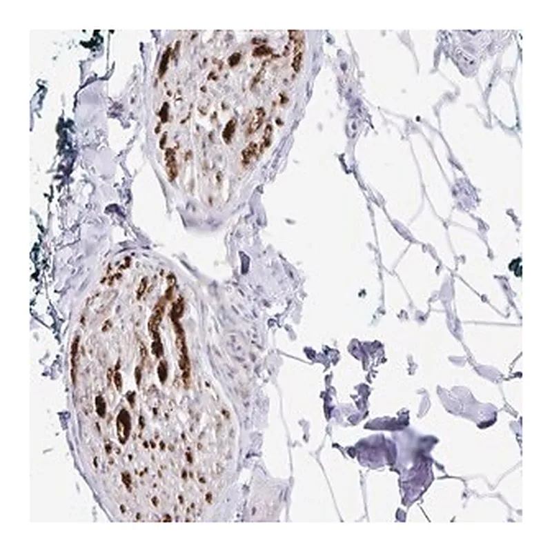 Merck Anti-GLDN antibody produced in rabbit