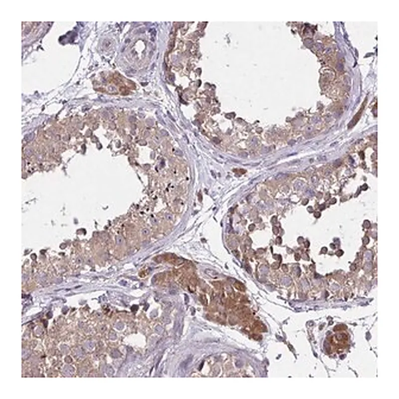Merck Anti-GRB14 antibody produced in rabbit