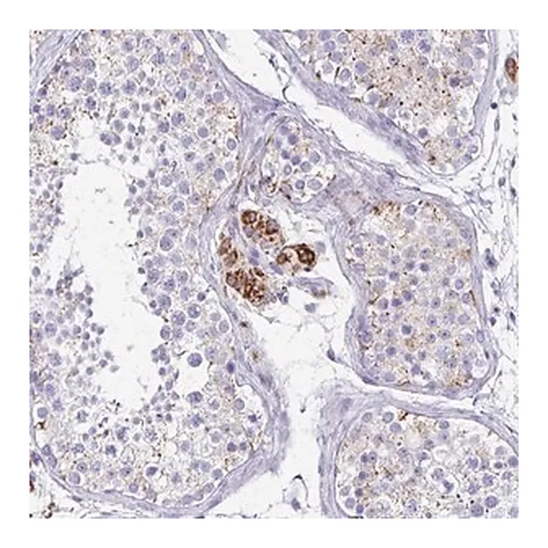 Merck Anti-ZSCAN5B antibody produced in rabbit