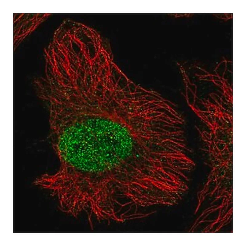 Merck Anti-ZNF692 antibody produced in rabbit