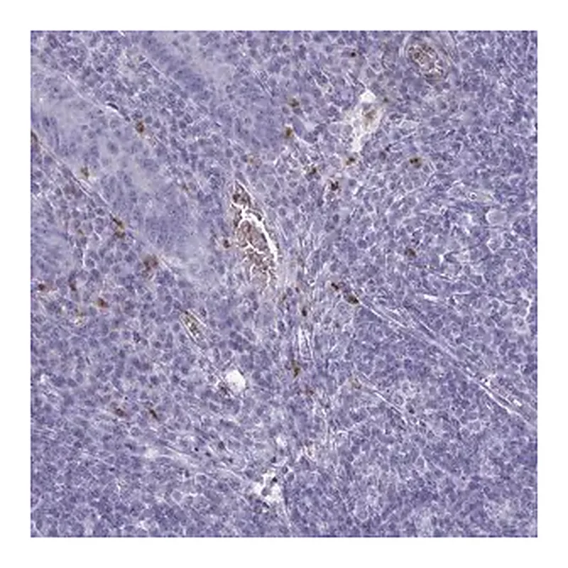 Merck Anti-SERPINB10 antibody produced in rabbit
