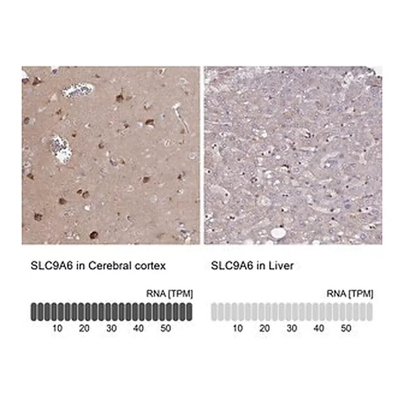 Merck Anti-SLC9A6 antibody produced in rabbit