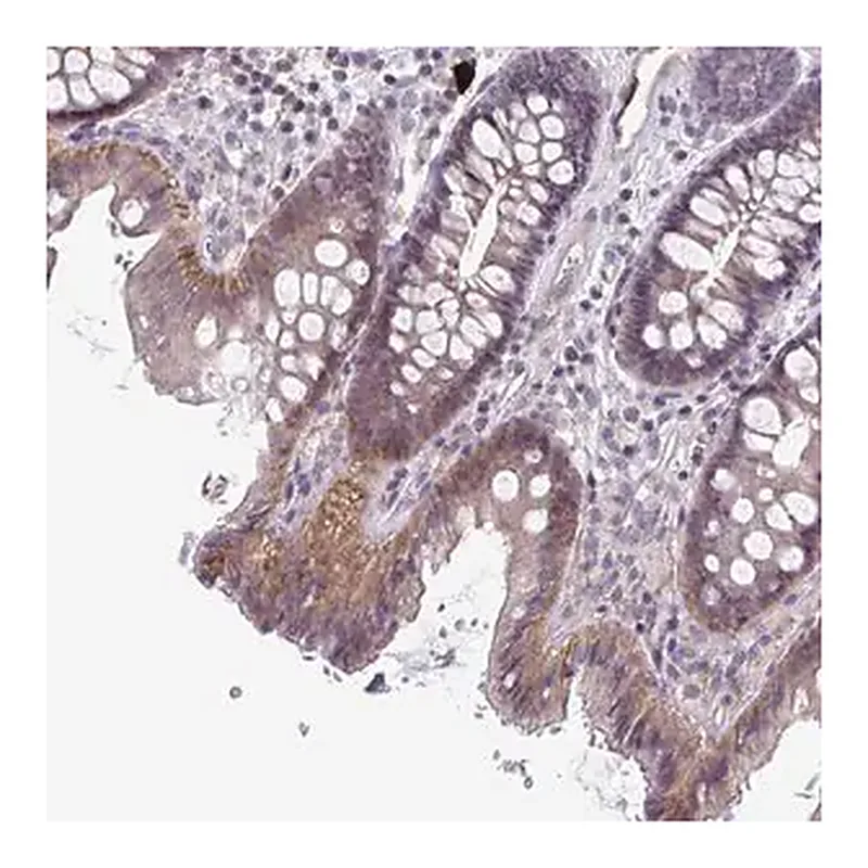 Merck Anti-STK26 antibody produced in rabbit