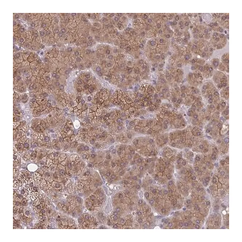 Merck Anti-TBC1D4 antibody produced in rabbit