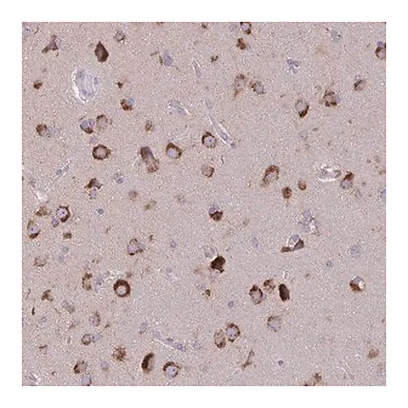 Merck Anti-VTI1B antibody produced in rabbit
