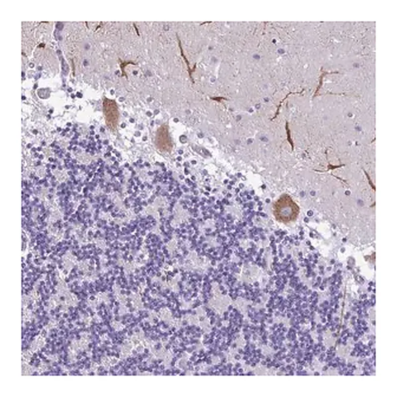 Merck Anti-PAK3 antibody produced in rabbit