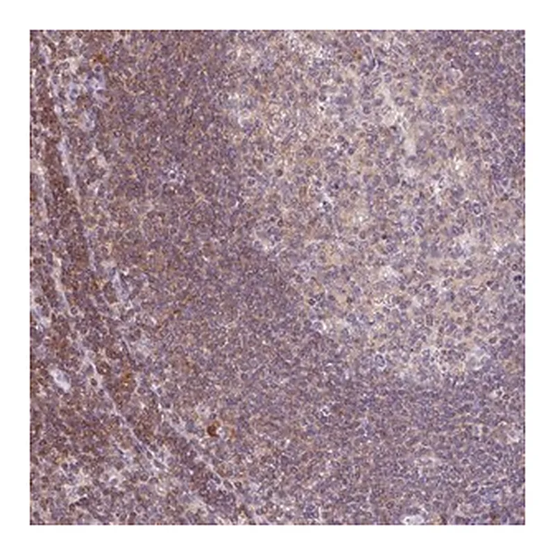 Merck Anti-KIF26A antibody produced in rabbit