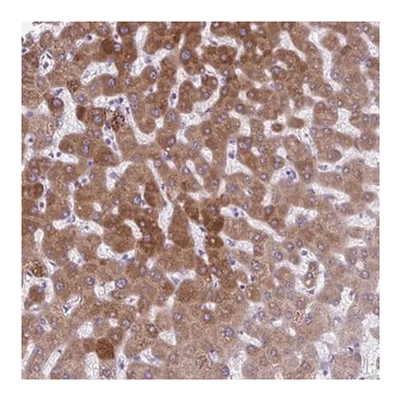 Merck Anti-AIG1 antibody produced in rabbit