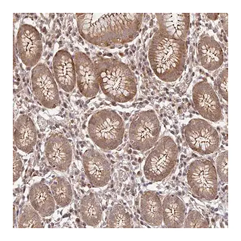 Merck Anti-PSMA4 antibody produced in rabbit