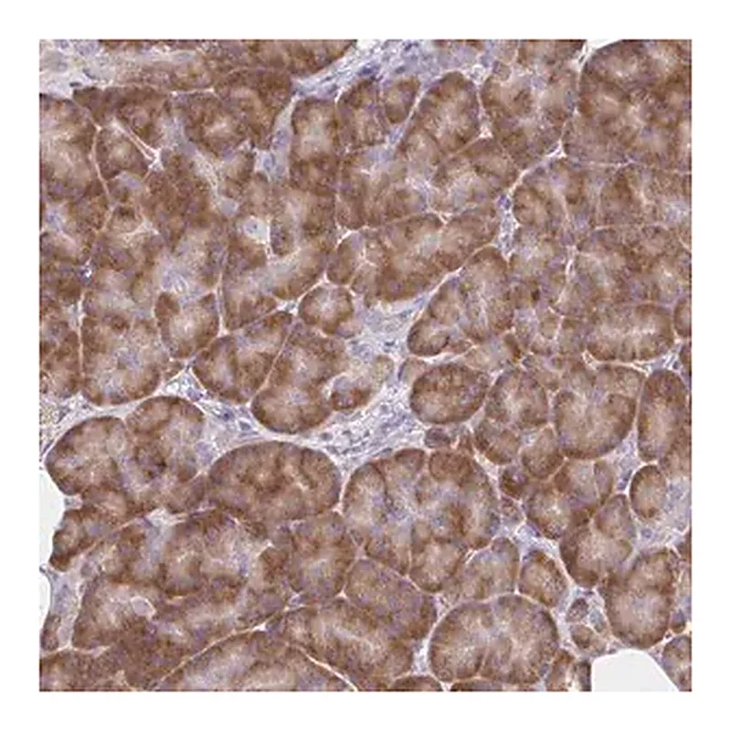 Merck Anti-RPL27A antibody produced in rabbit