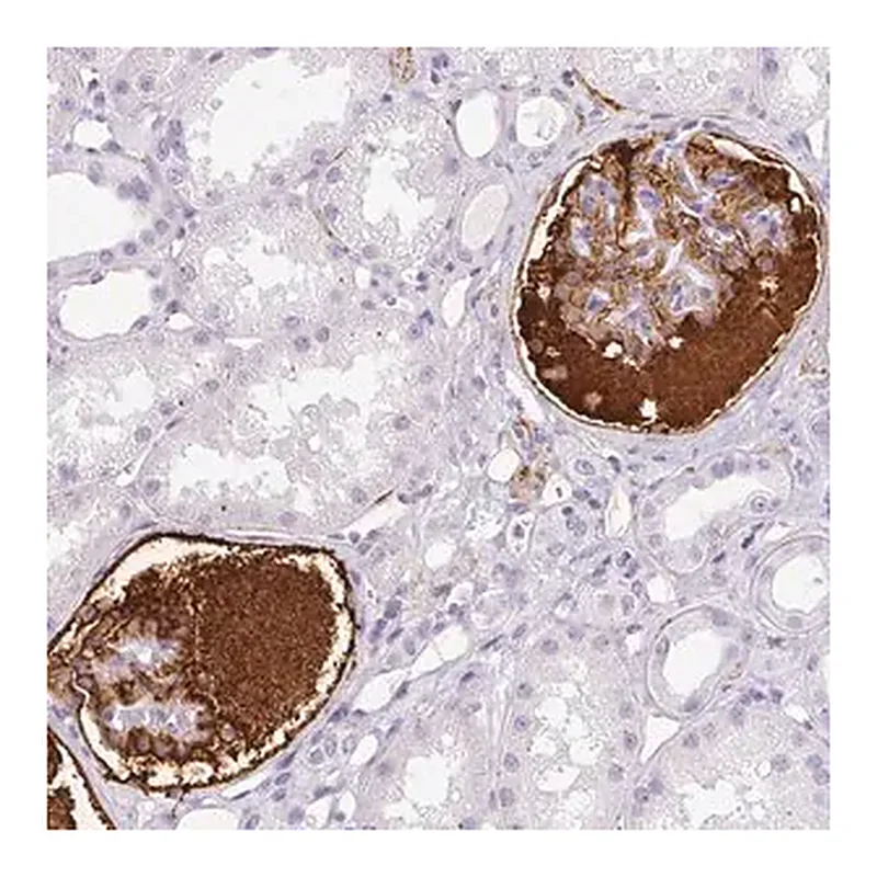 Merck Anti-VTN antibody produced in rabbit
