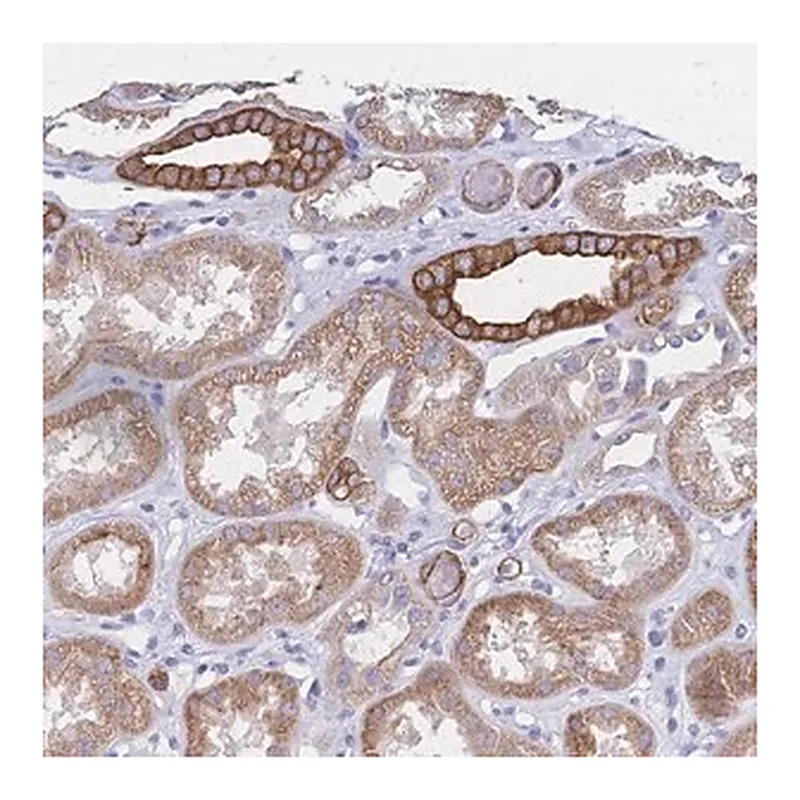 Merck Anti-DTNB antibody produced in rabbit