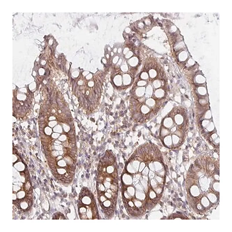 Merck Anti-PDAP1 antibody produced in rabbit