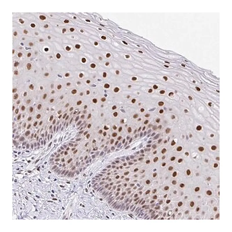 Merck Anti-FOSL2 antibody produced in rabbit