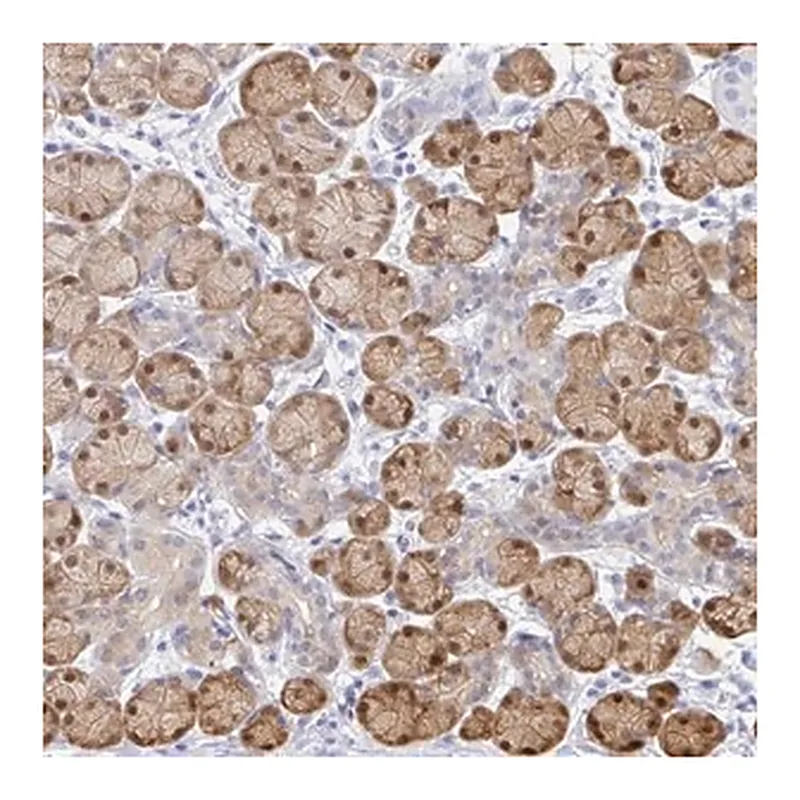 Merck Anti-PPP1R1B antibody produced in rabbit