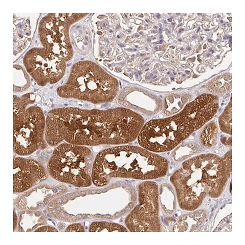 Merck Anti-HAGH antibody produced in rabbit