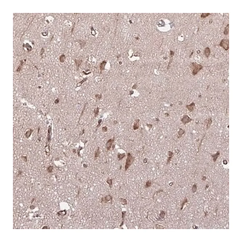 Merck Anti-SEC62 antibody produced in rabbit