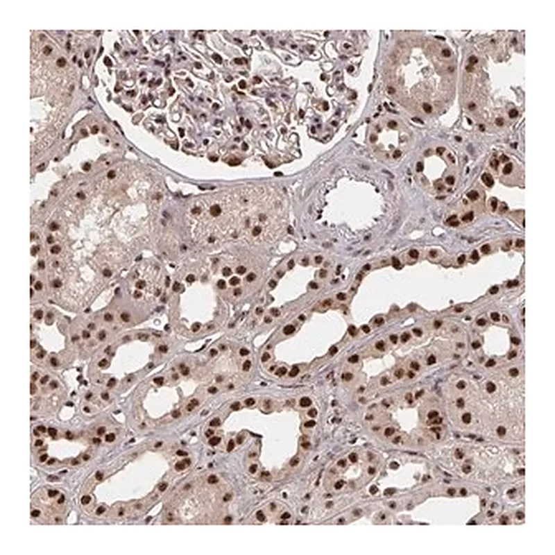 Merck Anti-LAS1L antibody produced in rabbit