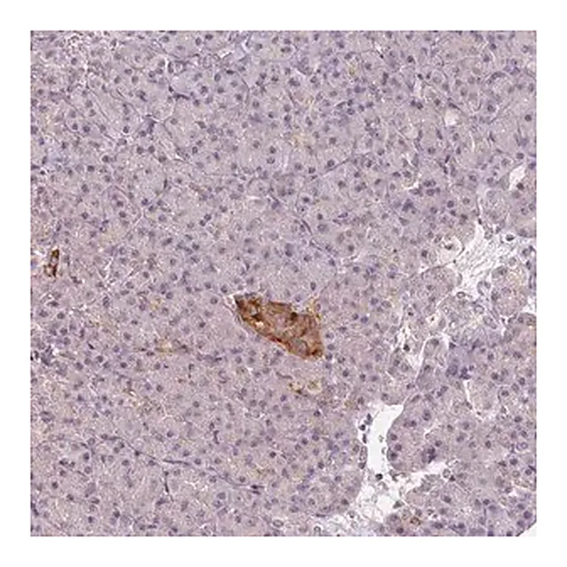 Merck Anti-VWA5B2 antibody produced in rabbit