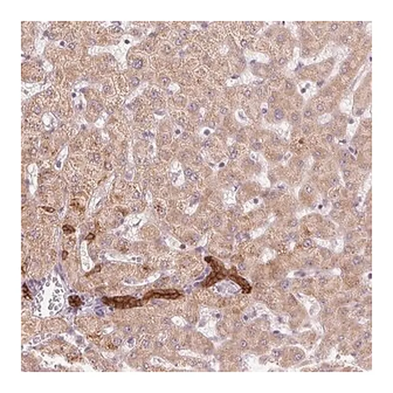 Merck Anti-ARHGAP32 antibody produced in rabbit