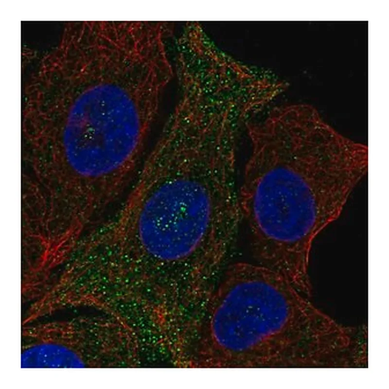 Merck Anti-PQLC3 antibody produced in rabbit