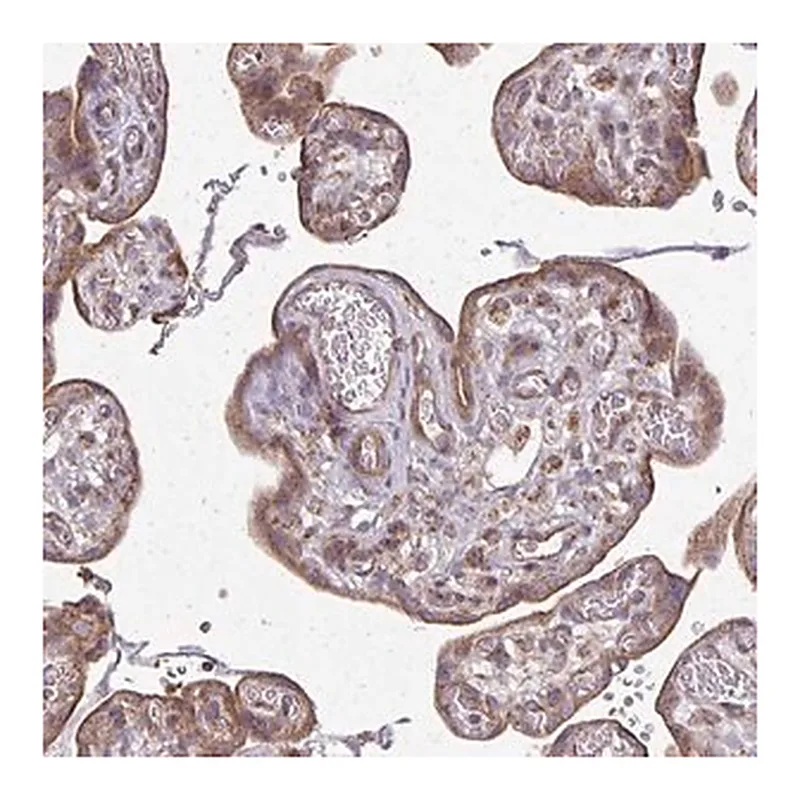 Merck Anti-EIF4EBP2 antibody produced in rabbit
