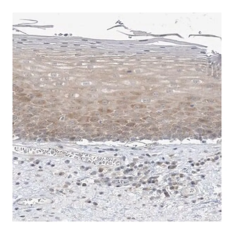 Merck Anti-THADA antibody produced in rabbit