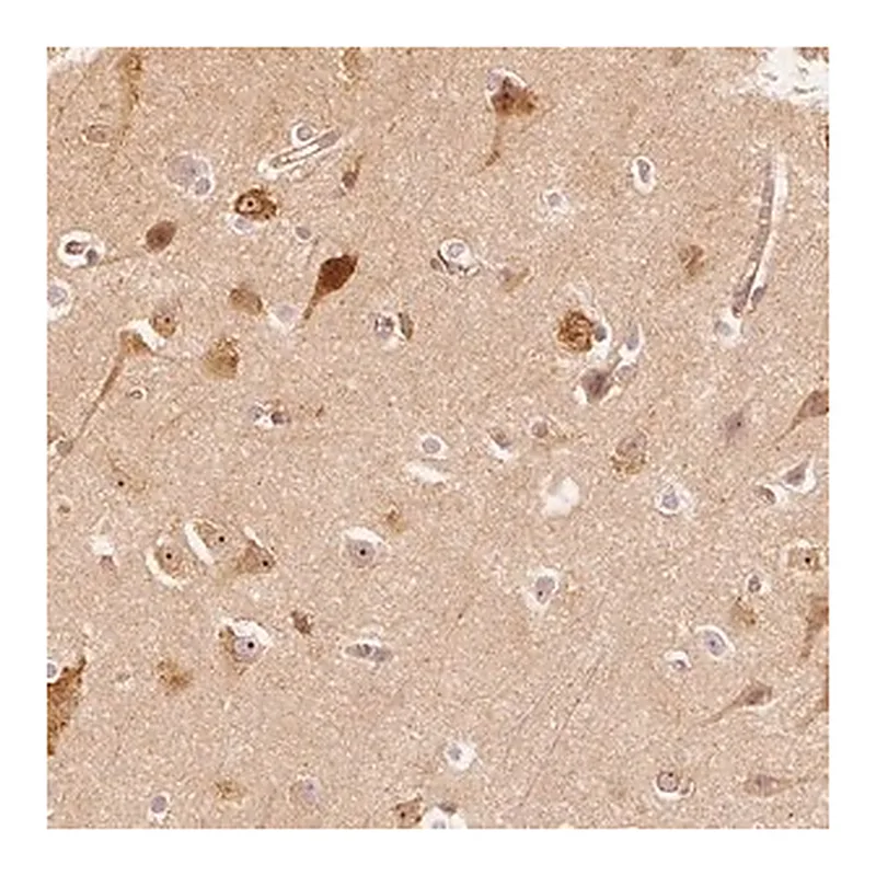 Merck Anti-ARHGAP26 antibody produced in rabbit