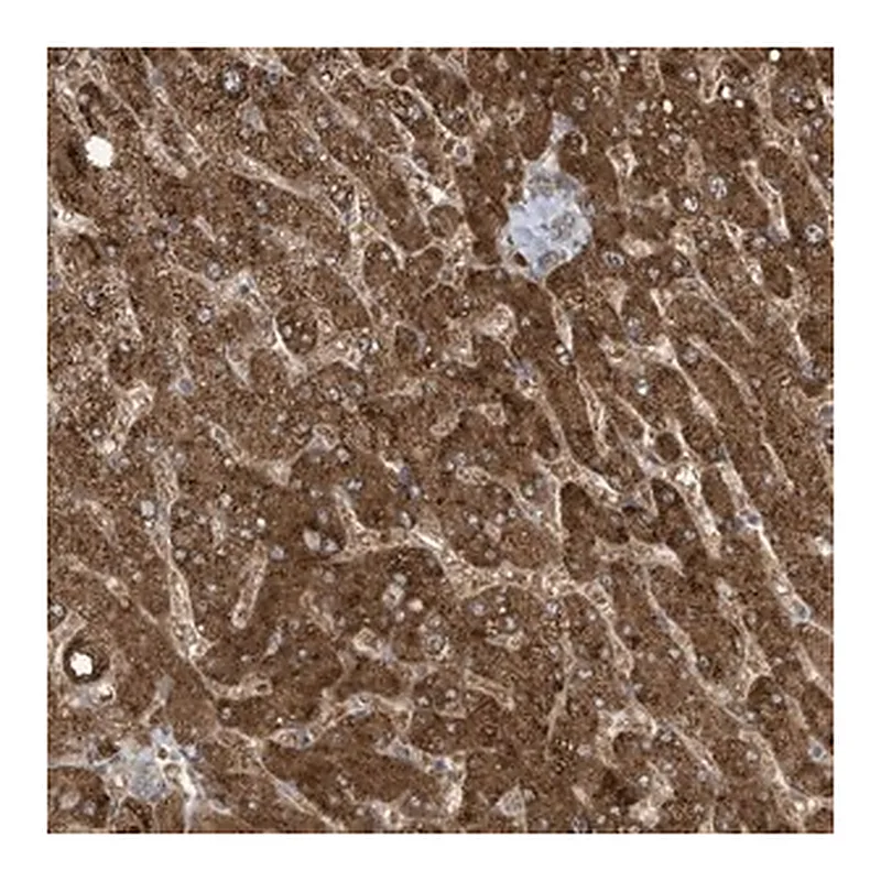 Merck Anti-ADI1 antibody produced in rabbit