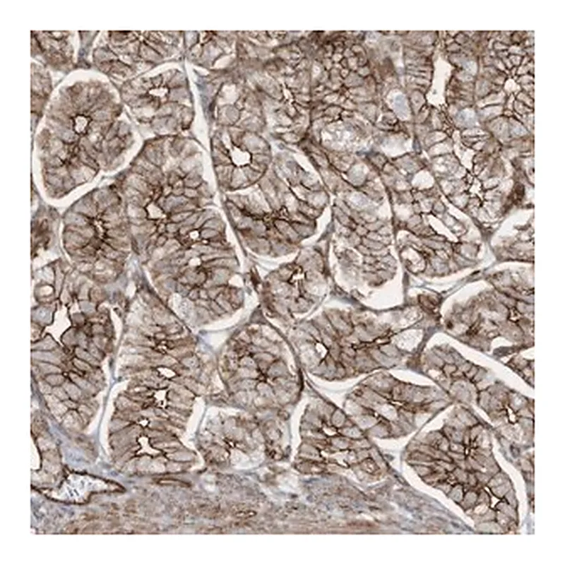 Merck Anti-SLC9A2 antibody produced in rabbit