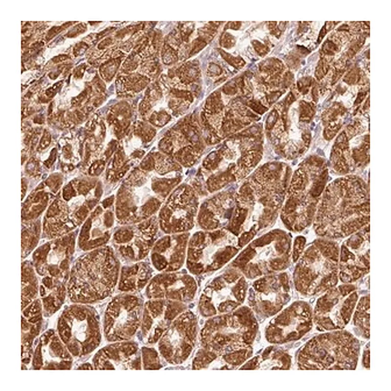 Merck Anti-EFHC1 antibody produced in rabbit