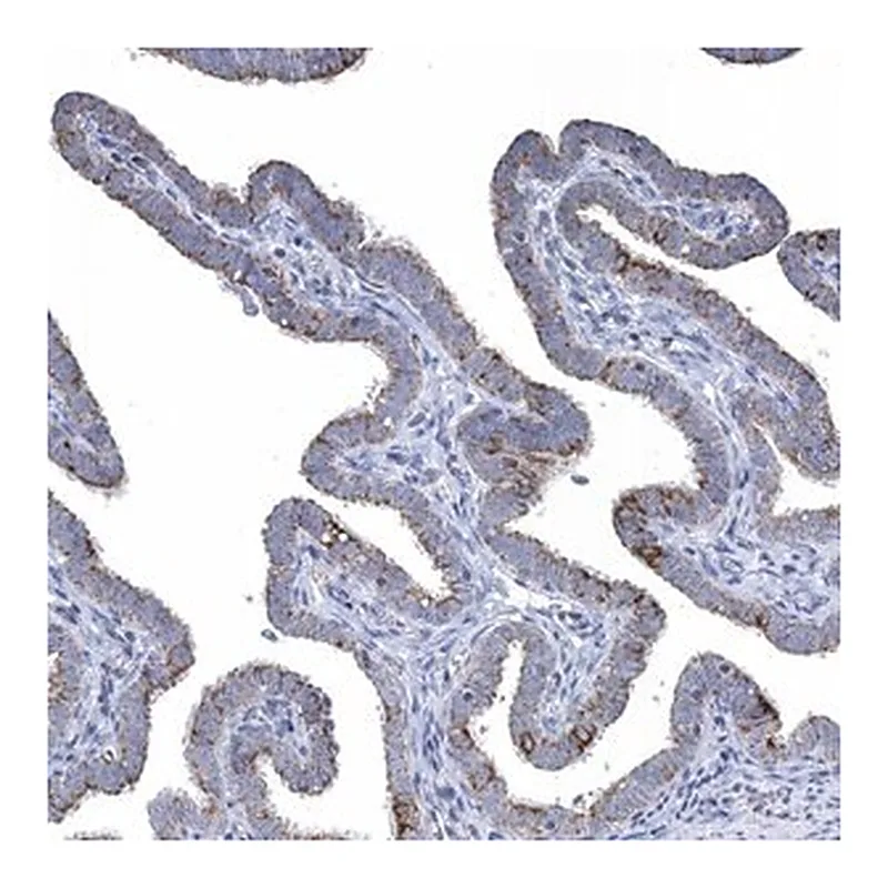 Merck Anti-TTC21B antibody produced in rabbit