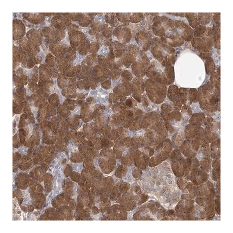 Merck Anti-GMPPA antibody produced in rabbit
